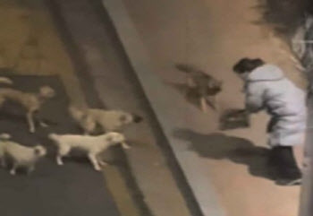도심가에 ‘들개떼’ 속출…사납게 달려들어 행인 위협 (영상)