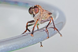 뎅기열 '팬데믹' 직면한 베트남, K-바이오 ‘구원투수’ 될까