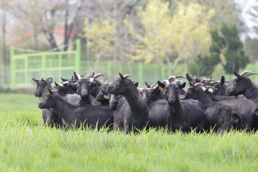 한우처럼 '국내 염소고기' 산업 키운다