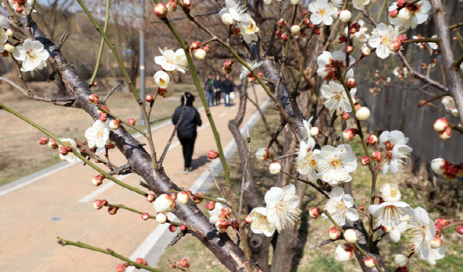 봄의 전령 ‘매화’ 활짝                                                                                                                                                                           