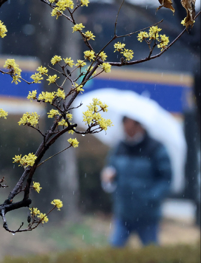 봄비 내리는 수요일                                                                                                                                                                                