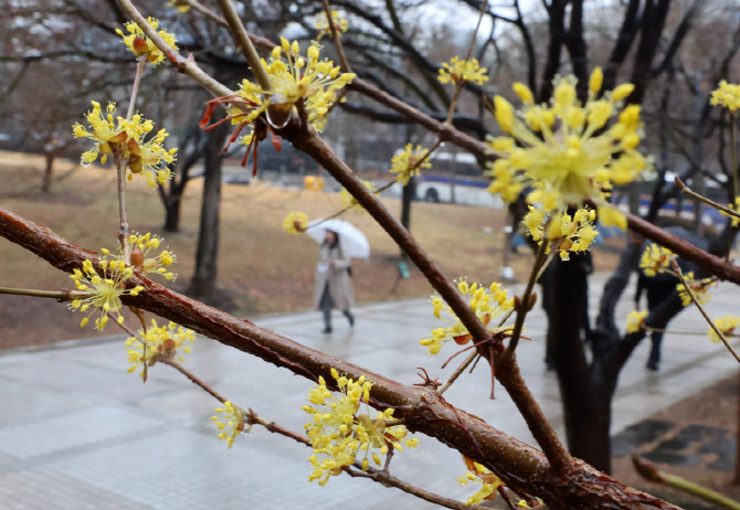 봄비 머금은 산수유                                                                                                                                                                                