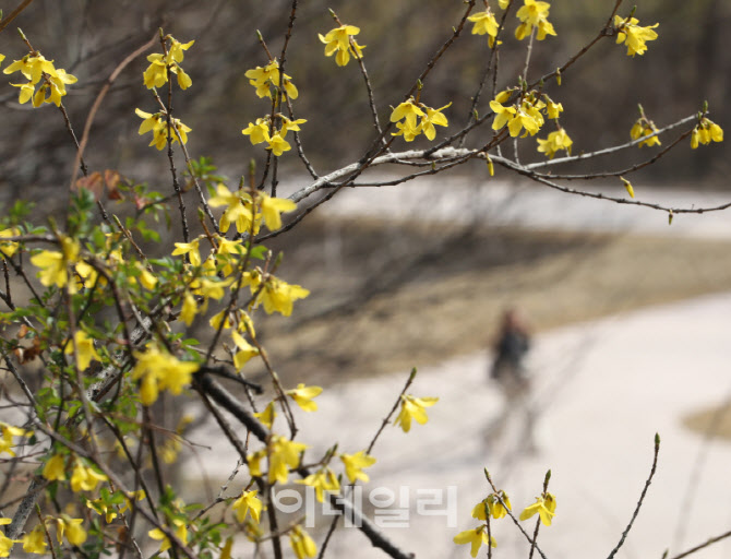 봄맞이하는 개나리                                                                                                                                                                                