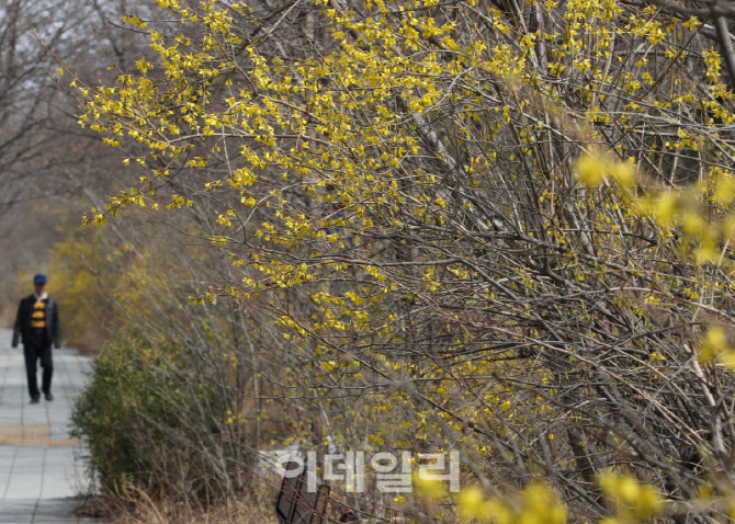  활짝 핀 개나리                                                                                                                                                                                   