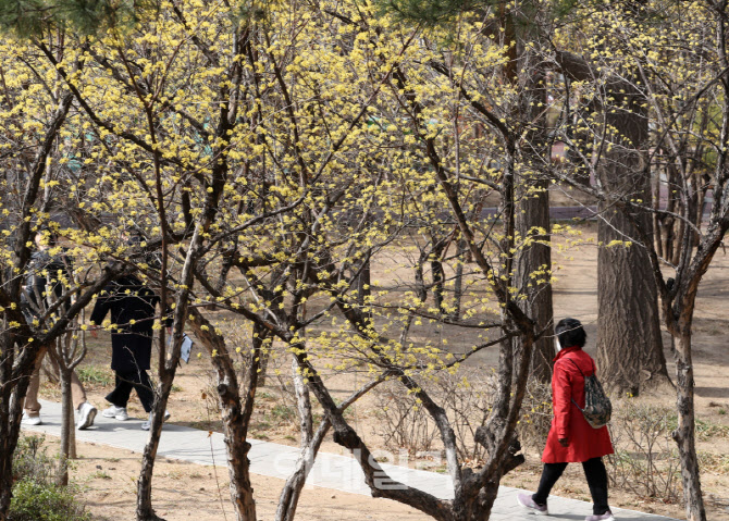  봄의 전령 산수유                                                                                                                                                                                 