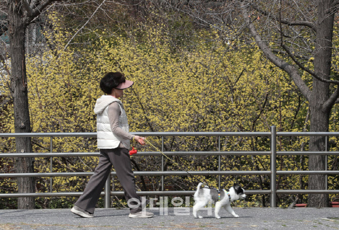  활짝 핀 산수유                                                                                                                                                                                   