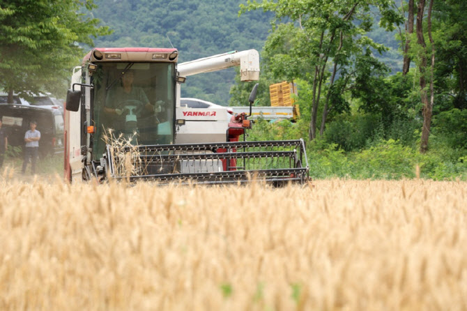 밀 자급률 8%까지 높인다…20만톤 생산 목표[食세계]
