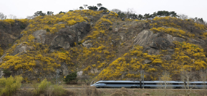만개한 응봉산 개나리                                                                                                                                                                              
