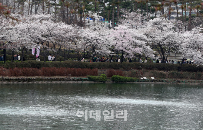  축제 전 만개한 벚꽃                                                                                                                                                                              