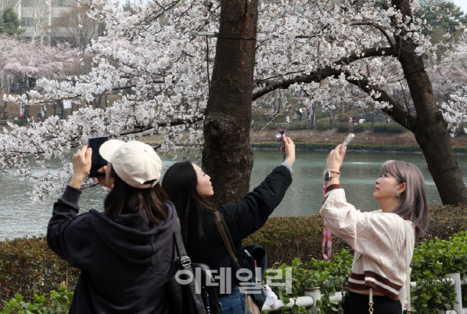  석촌호수 벚꽃 즐기는 시민들                                                                                                                                                                      