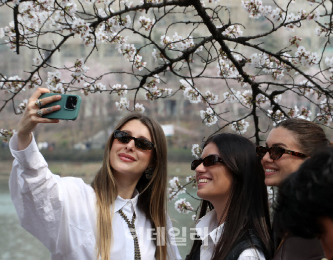  벚꽃 즐기는 관광객                                                                                                                                                                               