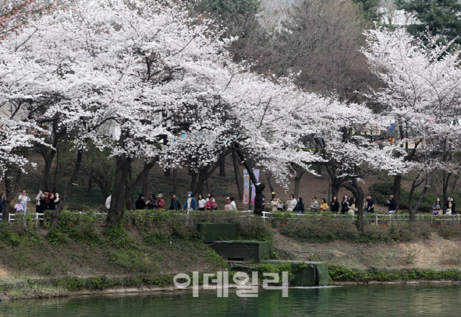  봄을 즐기는 시민들                                                                                                                                                                               
