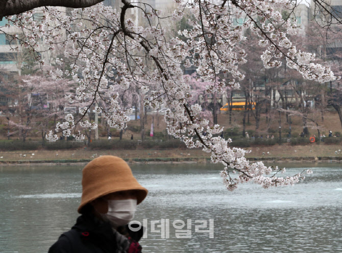  반가운 벚꽃                                                                                                                                                                                      
