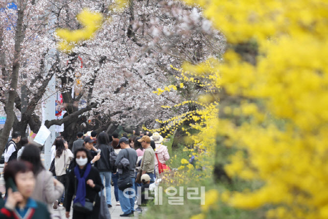 '여의도에 봄꽃 활짝'                                                                                                                                                                    