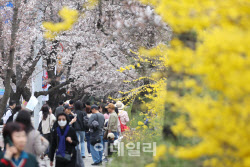 [포토]'여의도에 봄꽃 활짝'                                                                                                                                                                    