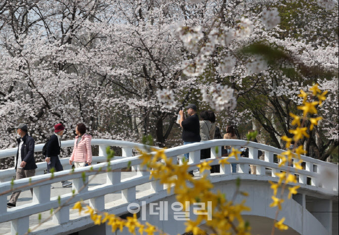  벚꽃 만개한 양재천                                                                                                                                                                               