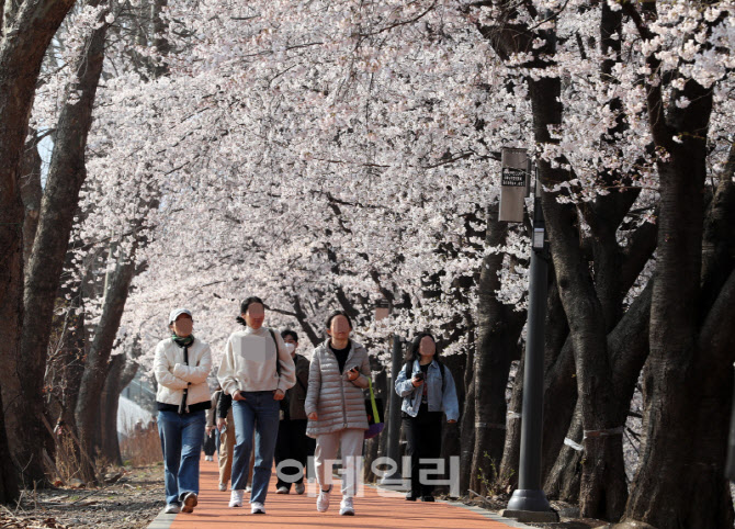  이번 주말 벚꽃 절정                                                                                                                                                                              
