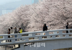 [포토] 벚꽃 절정                                                                                                                                                                                        