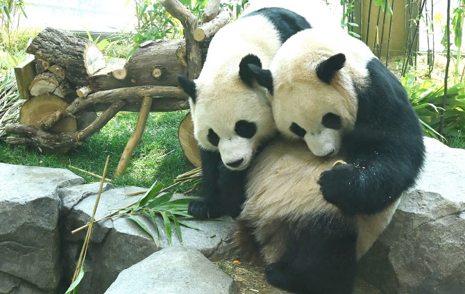  생후 1000일 맞은 쌍둥이 판다 루이·후이바오                                                                                                                                                      