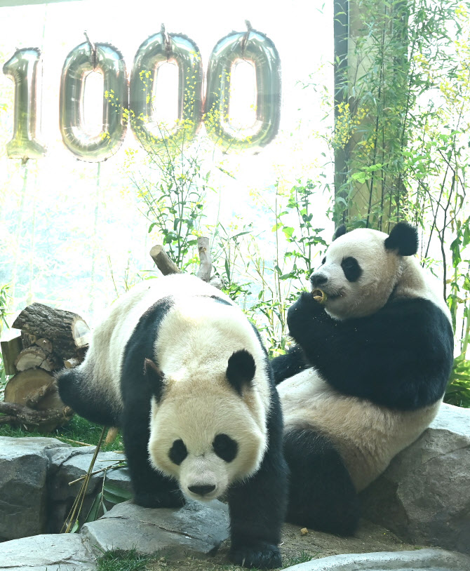  생후 1000일 맞은 쌍둥이 판다 루이·후이바오                                                                                                                                                      