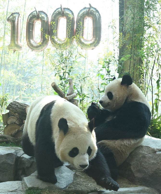  생후 1000일 맞은 쌍둥이 판다                                                                                                                                                                     