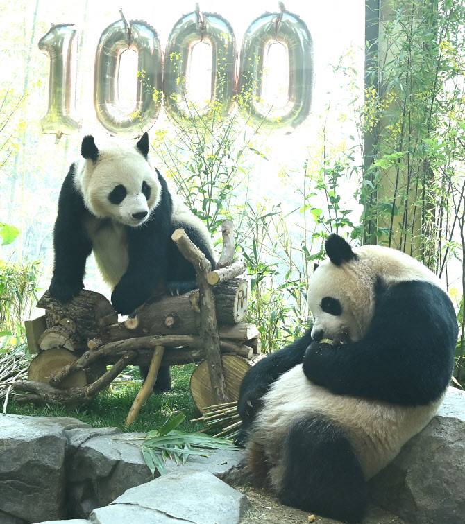  쌍둥이 판다 태어난지 1000일                                                                                                                                                                      