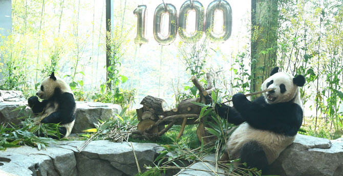  '우리 태어난지 1000일 됐어요'                                                                                                                                                          
