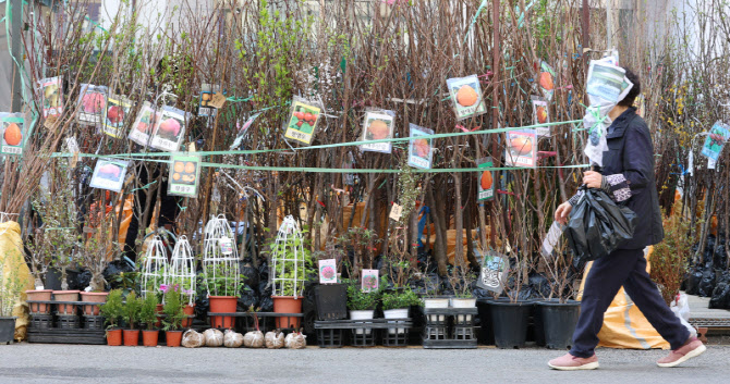 식목일 앞두고 분주한 꽃시장                                                                                                                                                                       