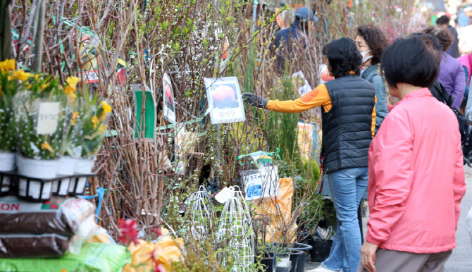식목일 앞두고 북적이는 꽃시장                                                                                                                                                                     