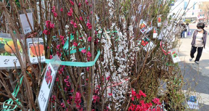 우리집에 묘목 심어볼까                                                                                                                                                                            