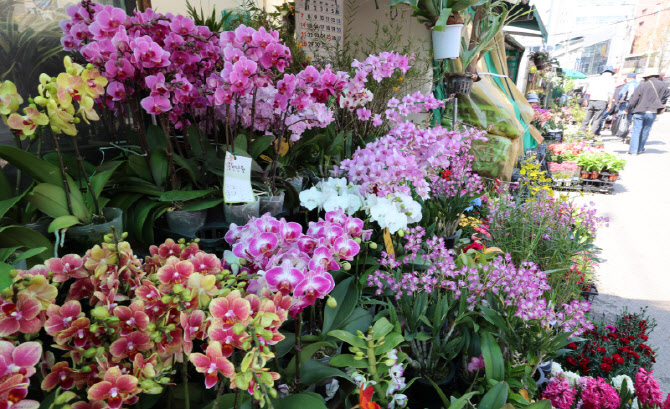 향긋한 봄내음 풍기는 꽃시장                                                                                                                                                                       
