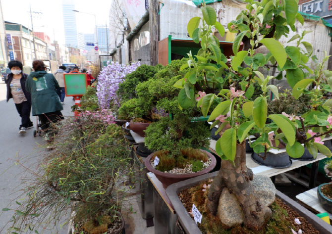 다양한 분재와 묘목이 존재하는 종로꽃시장                                                                                                                                                          