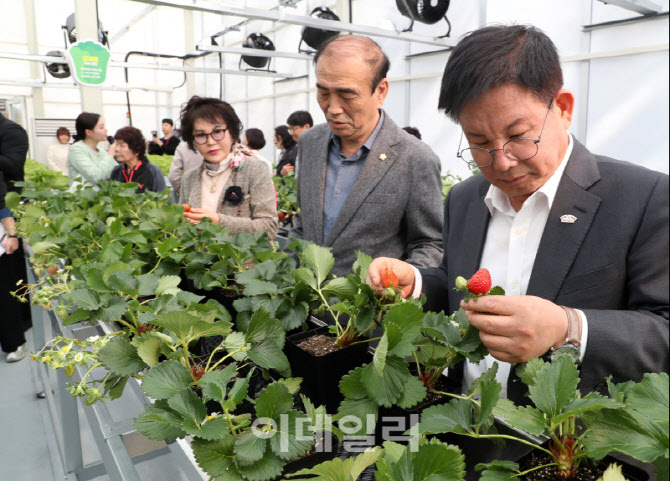  딸기 수확하는 박강수 마포구청장                                                                                                                                                                  