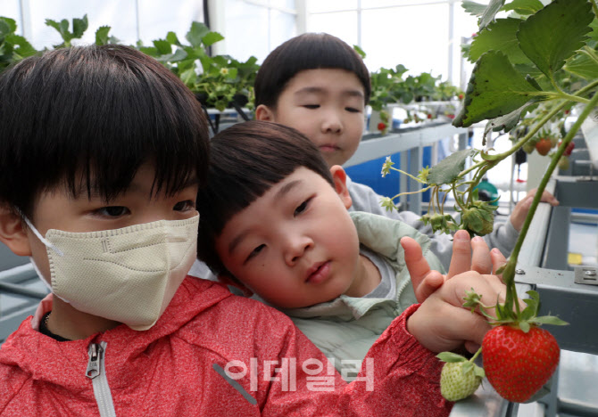  딸기 재배 살펴보는 어린이들                                                                                                                                                                      