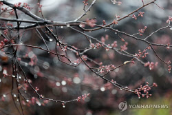 주말에 전국 봄비…미세먼지 농도는 '뚝'[오늘날씨]