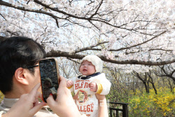 “벚꽃 놀이 가볼까” 전국 맑다가 밤부터 비…일교차 커[내일날씨]