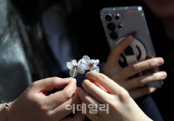 [포토]'벚꽃 추억'                                                                                                                                                                             