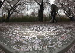 "다시 패딩 꺼내야" 꽃샘 추위에 10도 '뚝'…강풍 쌩쌩[내일날씨]