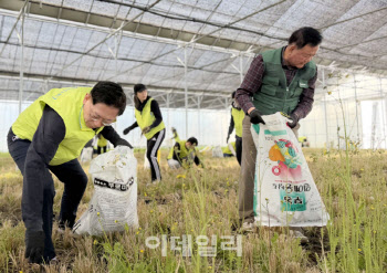 서울농협, 농가일손돕기 구슬땀