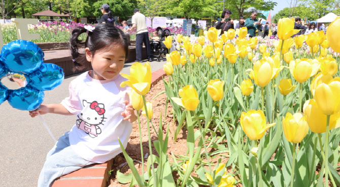 동심 사로잡은 노란 튤립                                                                                                                                                                           