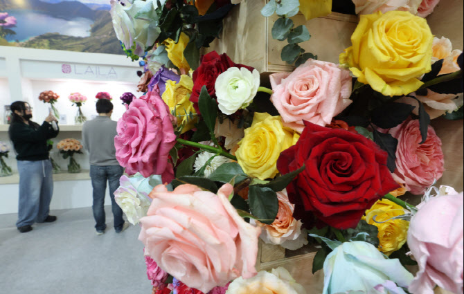 알록달록한 장미들                                                                                                                                                                                 