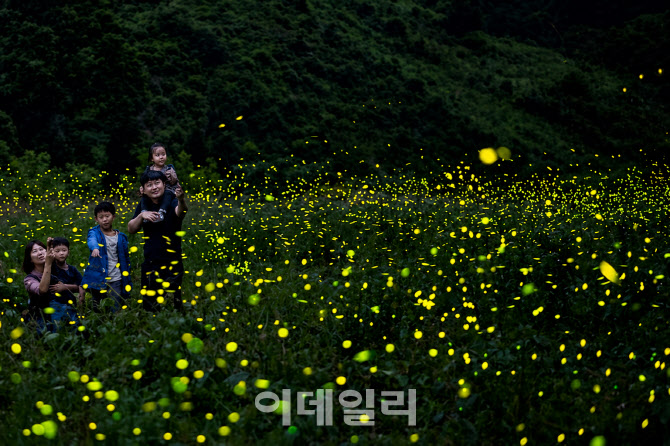 [올댓트래블] 전통주 즐기고 반딧불이와 환상의 밤…올여름 국내여행 어때요?