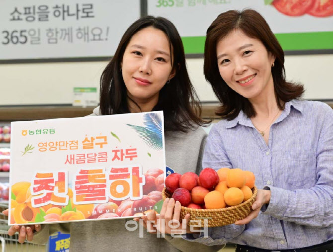 [포토] 농협유통, '자두'와 '살구' 첫 출하