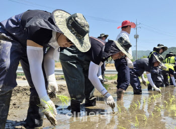 모내기 작업하는 농협경제지주 임직원들