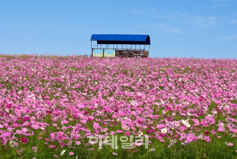[포토] 안성팜랜드 코스모스 만개