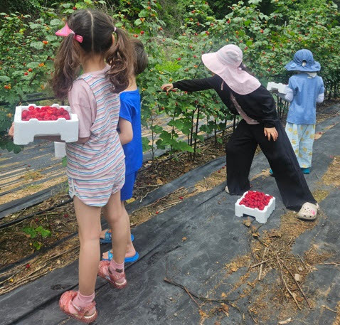 영양 산딸기 축제 인기몰이…농촌 기본소득이 키운 지역상생 모델