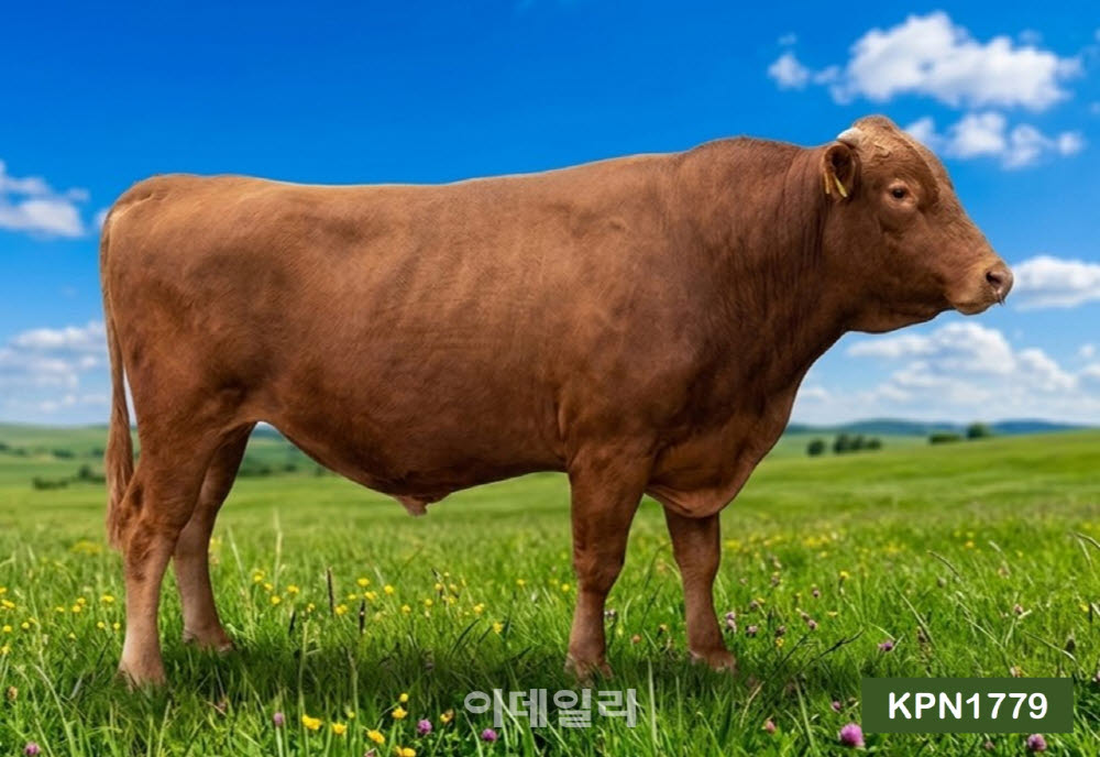 [포토] 농협 한우개량사업소, 보증씨수소 16두 최종 선발