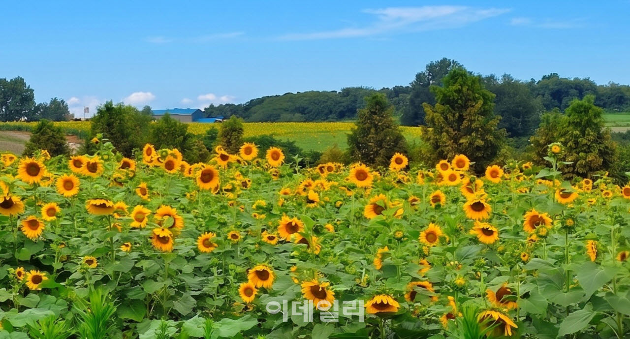 [포토] 안성팜랜드, 해바라기 만개