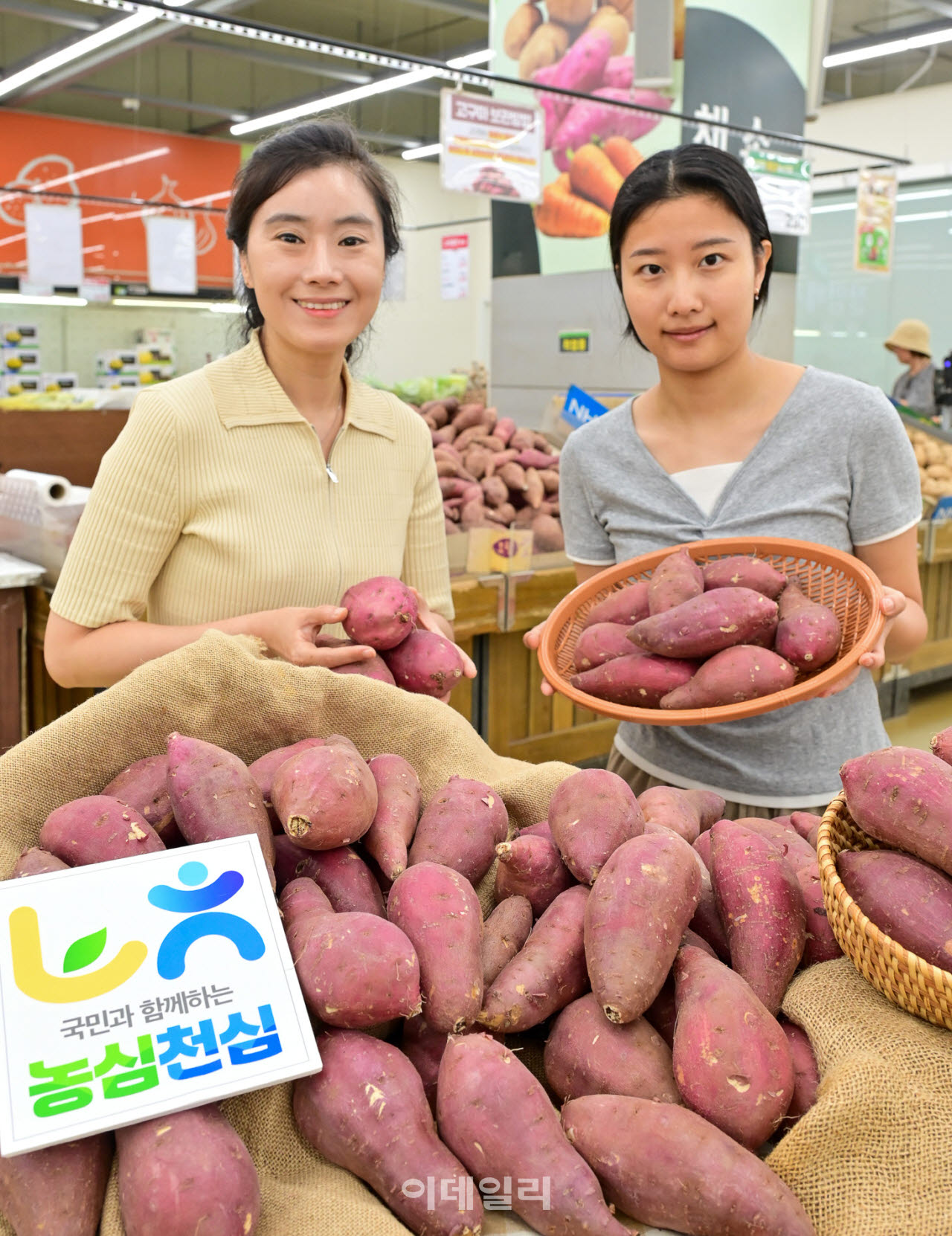 [포토] 농협유통, 햇 '고구마' 출시