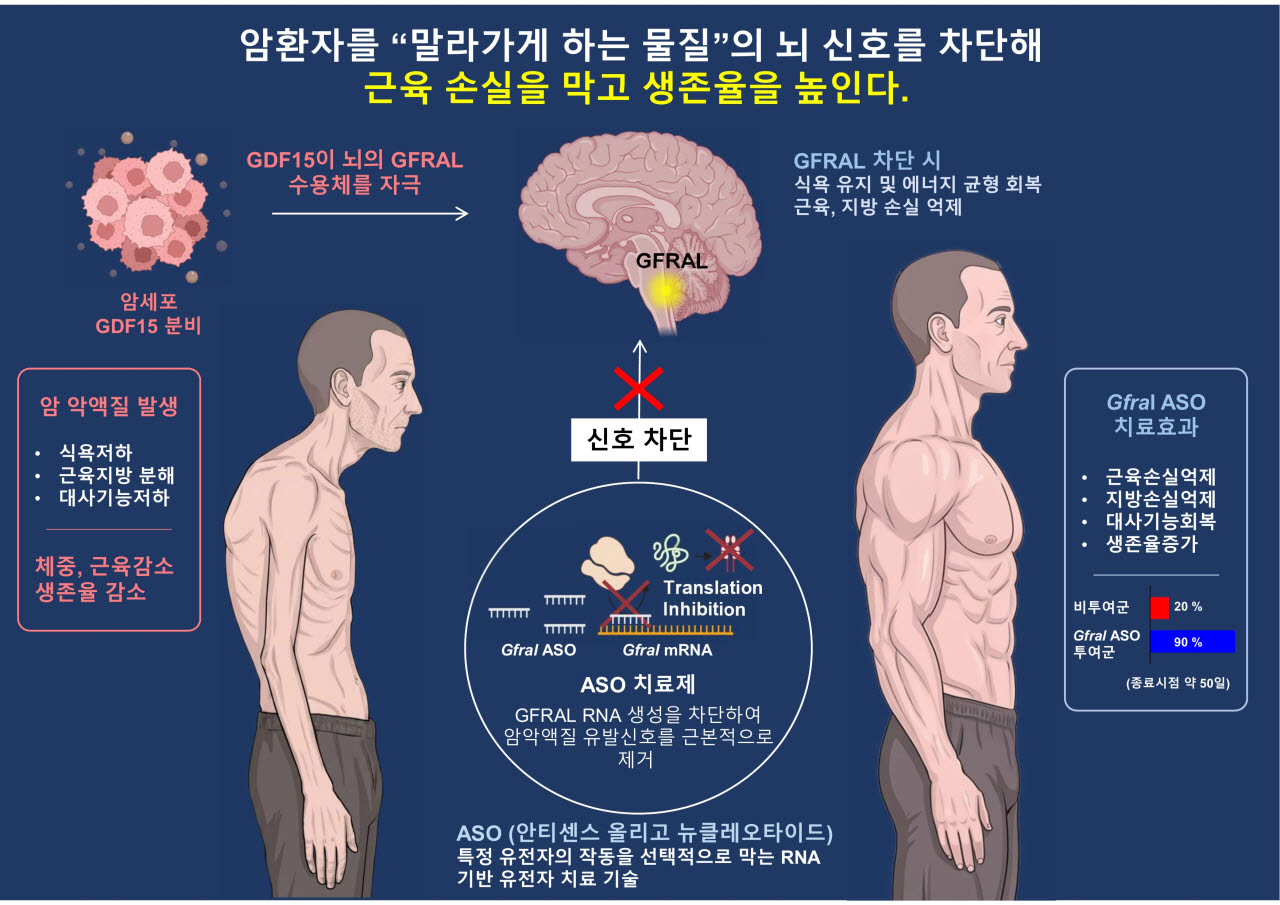 KAIST, 암 환자 말라가게 하는 ‘악액질’ 치료 실마리 찾았다
